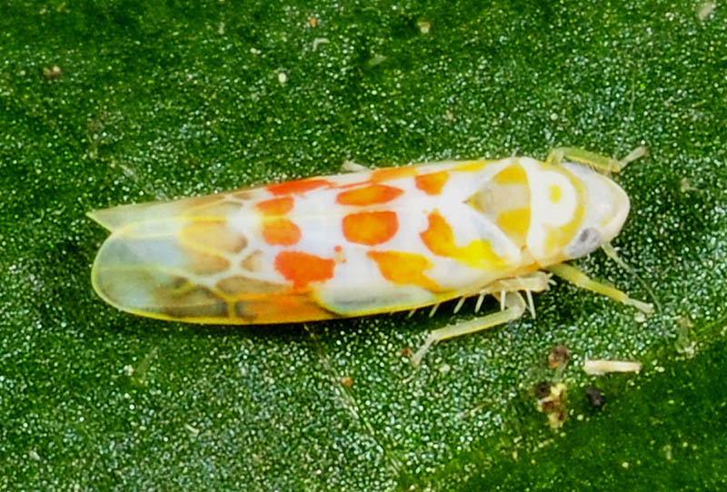 Typhlocyba quercus (Cicadellidae).